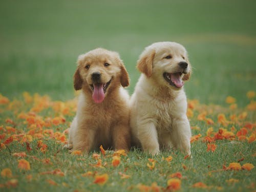 golden retriever puppies